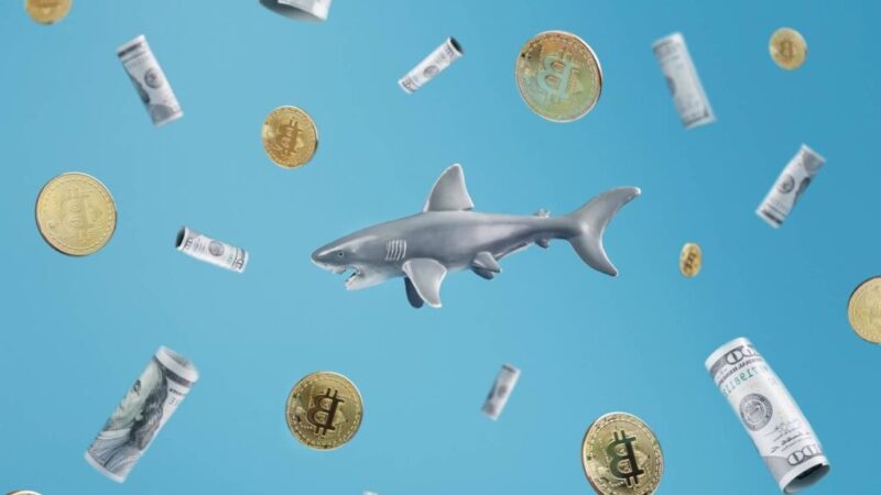 Bitcoin ‘sharks’ add over 54,000 BTC in a week as accumulation spikes