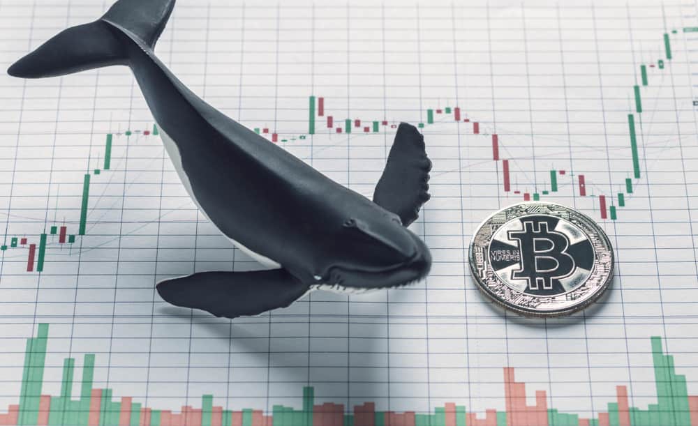 Bitcoin price prediction as whales acquire 10,000 BTC