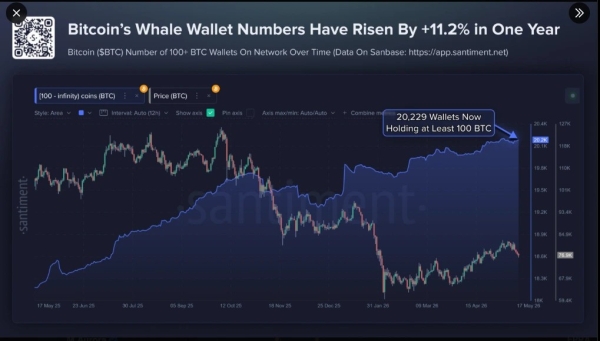 Bitcoin Whales Defy K Drop as Large Wallets Surge 11%